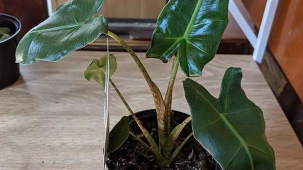How to care for Alocasia Amazonica
