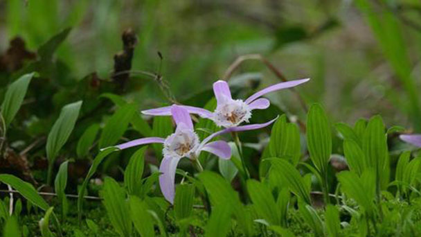 How to care for Pleione Bulbocodioides