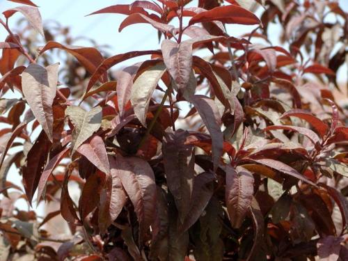 Prunus Cerasifera 