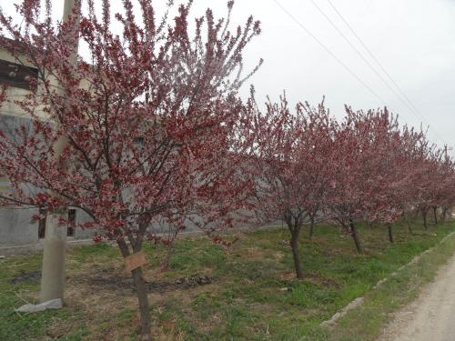 Prunus Cerasifera 