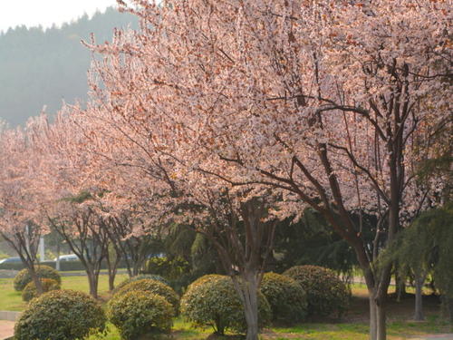 Prunus Cerasifera