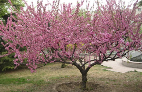 Prunus Triloba