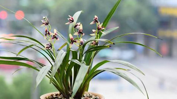 How to take care of Orchids