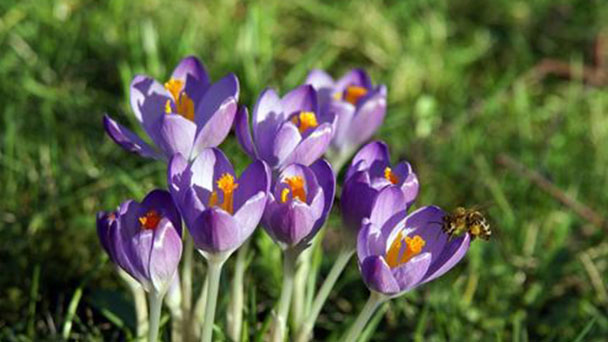 Crocus sativus profile