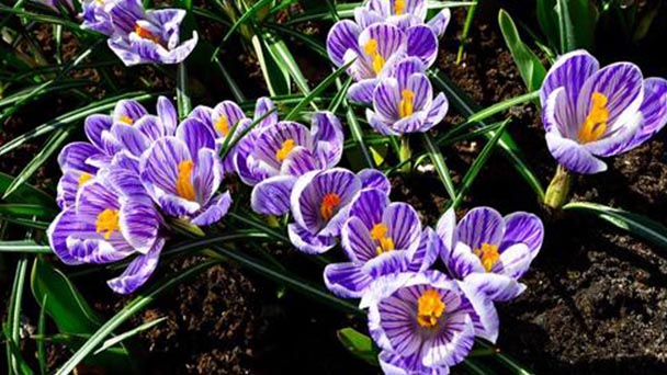 How to grow and care for Crocus sativus