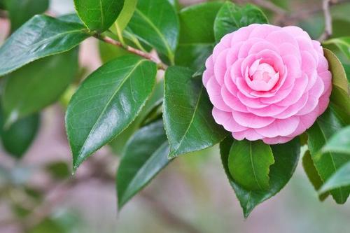  Japanese Camellia