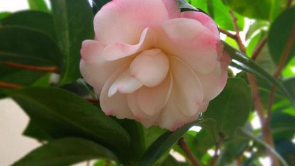 How to take care of Japanese camellia