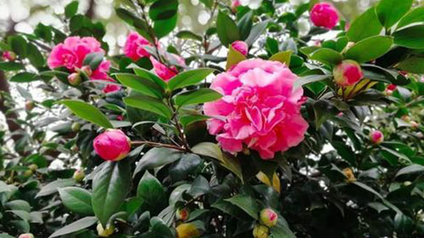 Japanese camellia care guide