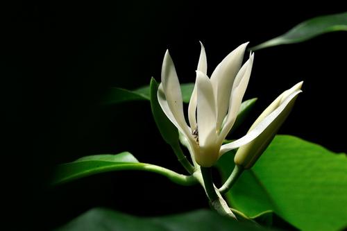 How to take care of Magnolia alba