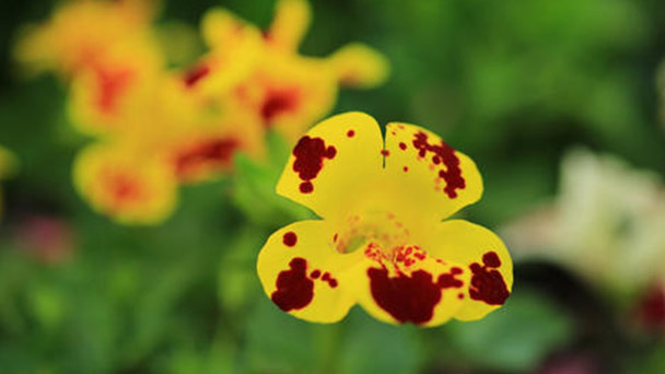 How to grow and care for Mimulus hybridus