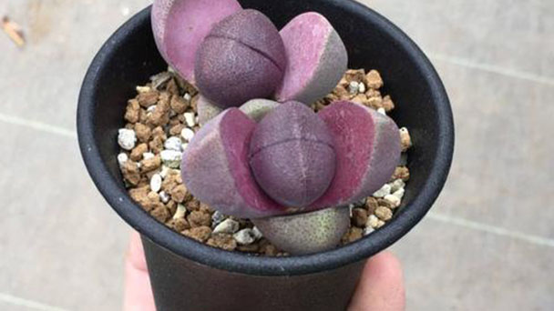 How to grow and care for Pleiospilos Nelii