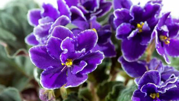 African violets profile