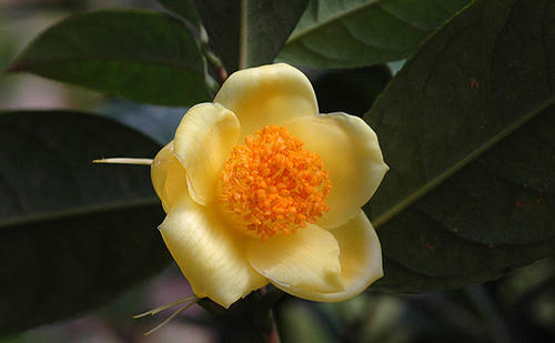 Camellia Chrysantha