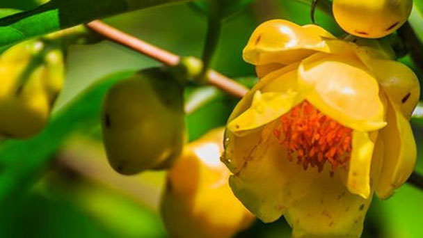 How to Propagate Camellia Chrysantha