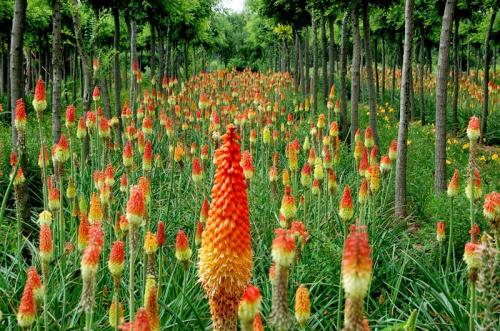 Red Hot Poker care