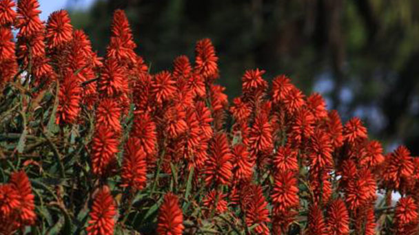 How to grow and care for Red Hot Poker
