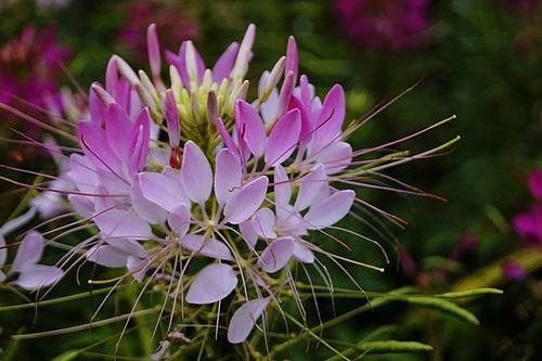 Spiny spider flowers