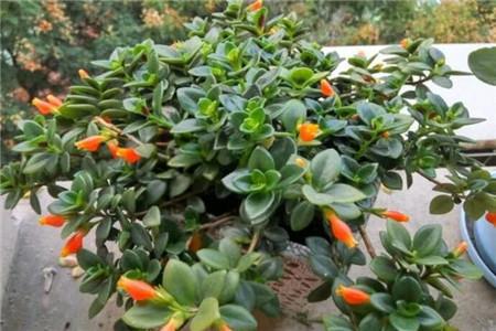goldfish plants