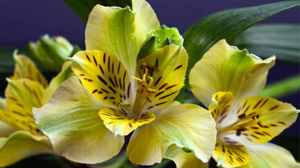 How to grow and care for Peruvian Lily