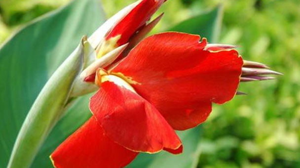 How to grow and care for Scarlet Banana