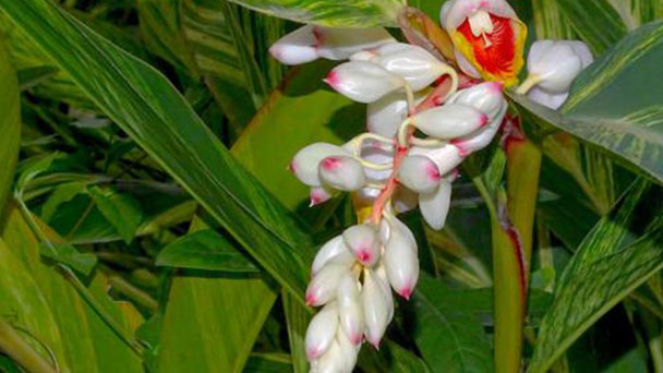 How to Propagate Shell Ginger