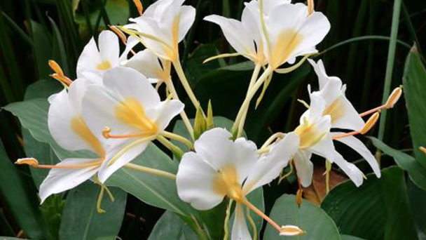 White Ginger Lily profile