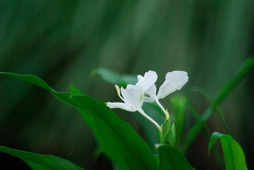 White Ginger Lily