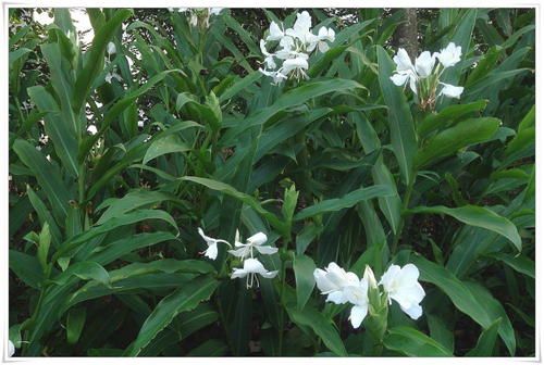  White Ginger Lily