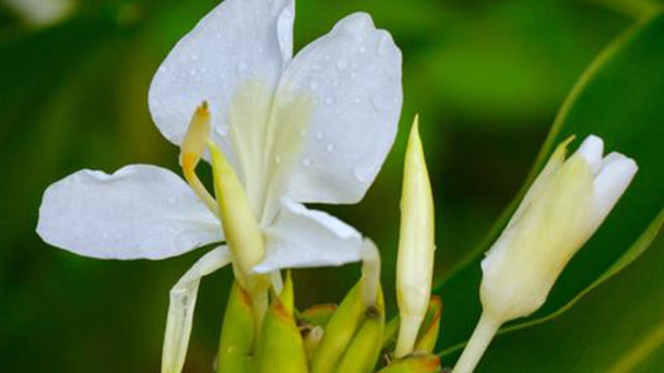 How to grow and care for White Ginger Lily