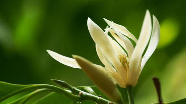 Yulan Magnolia (Magnolia Denudata) Profile - Bird Shaped Flowers