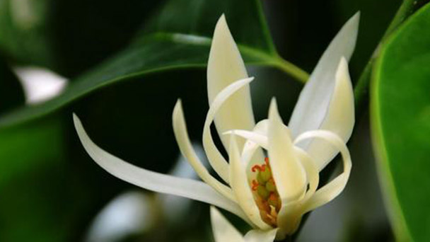 How to Care for Yulan Magnolia Flower (Magnolia Denudata)
