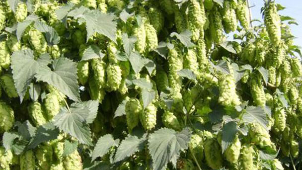How to grow and care for Common hop
