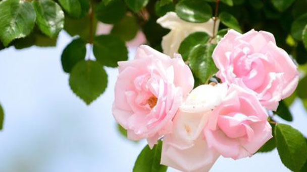 Multiflora rose profile