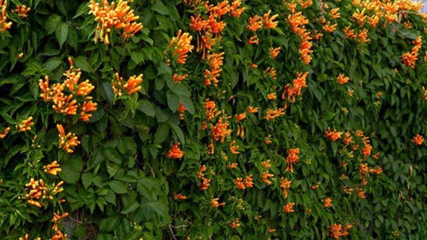 How to grow and care for Orange Trumpet vine