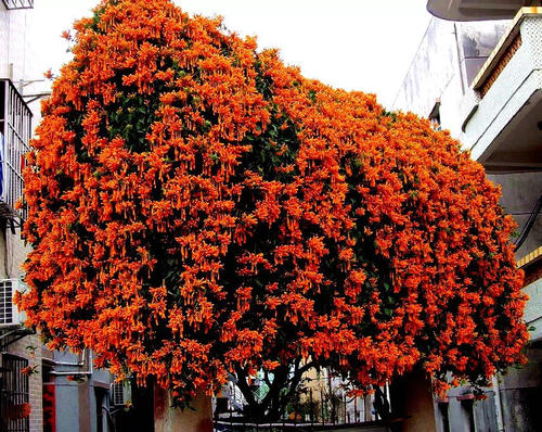 orange trumpet vine