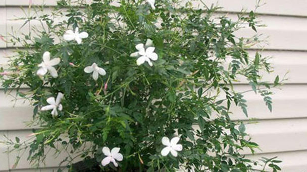 How to grow and care for Spanish jasmine