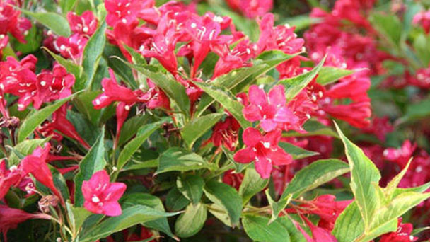 How to grow and care for Weigela