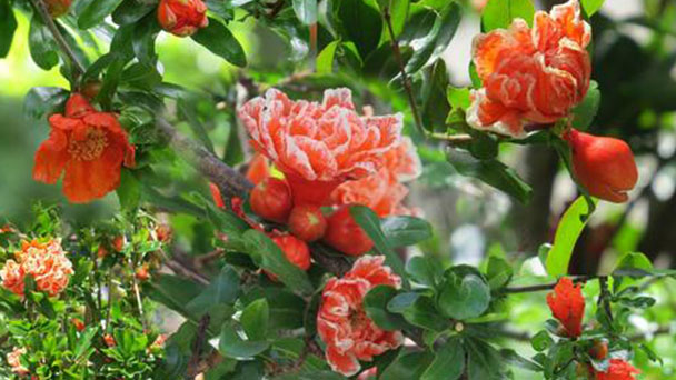 Pomegranate flowers profile