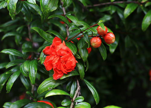 Pomegranate flowers 