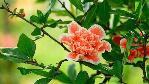 How to grow and care for Pomegranate flowers