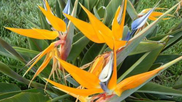 How to Care for Bird of Paradise Leaves Yellowing & Cracking