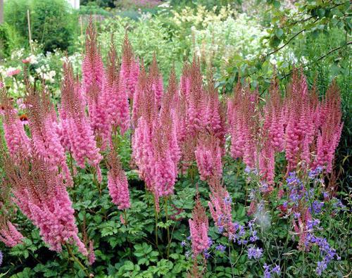 Chinese astilbe