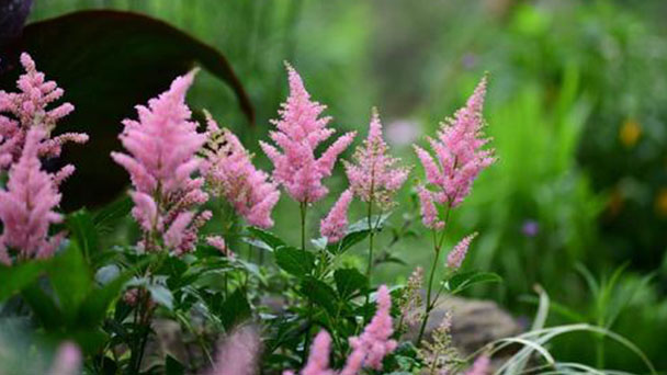 Propagation methods of Chinese astilbe