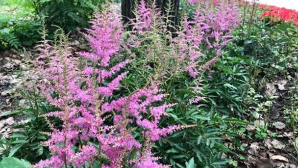 How to grow Chinese astilbe