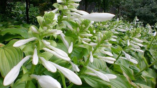 Plantain lily profile