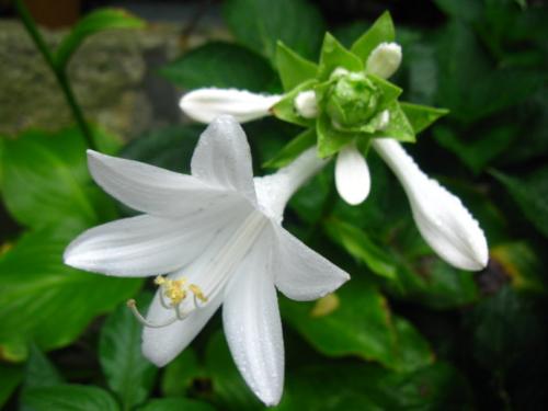 Plantain Lily