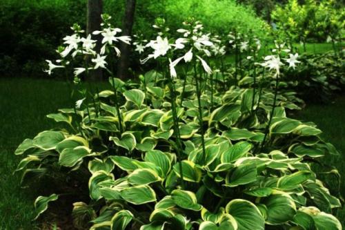 Plantain lily