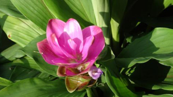 How to Propagate Siam Tulip