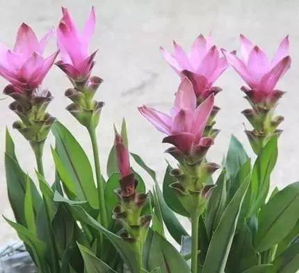 Cuidado de plantas de tulipanes tailandeses