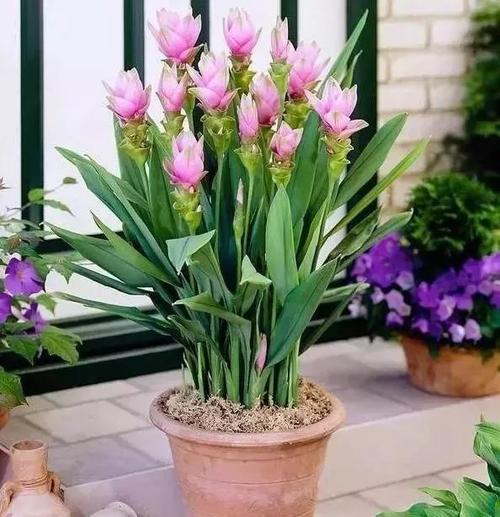  Siam Tulip